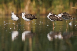 Pisila čáponohá ( Himantopus himantopus )