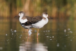 Pisila čáponohá ( Himantopus himantopus )