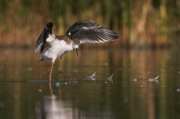 Pisila čáponohá ( Himantopus himantopus )