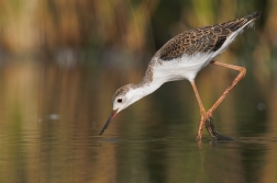 Pisila čáponohá ( Himantopus himantopus )