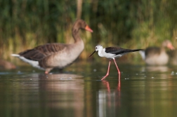 Pisila čáponohá ( Himantopus himantopus )