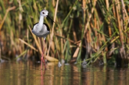 Pisila čáponohá ( Himantopus himantopus )