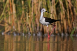 Pisila čáponohá ( Himantopus himantopus )