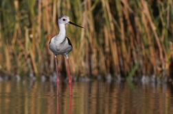 Pisila čáponohá ( Himantopus himantopus )