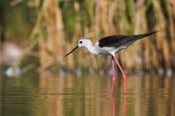 Pisila čáponohá ( Himantopus himantopus )