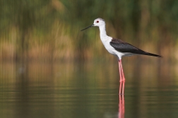 Pisila čáponohá ( Himantopus himantopus )