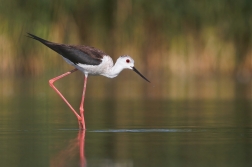 Pisila čáponohá ( Himantopus himantopus )