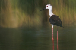 Pisila čáponohá ( Himantopus himantopus )