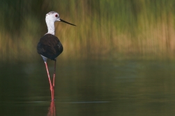 Pisila čáponohá ( Himantopus himantopus )