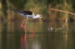 Pisila čáponohá ( Himantopus himantopus )