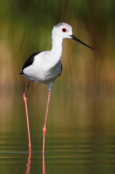 Pisila čáponohá ( Himantopus himantopus )