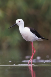 Pisila čáponohá ( Himantopus himantopus )