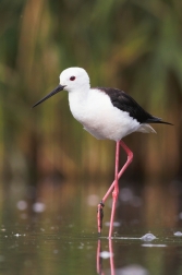 Pisila čáponohá ( Himantopus himantopus )