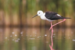 Pisila čáponohá ( Himantopus himantopus )