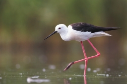 Pisila čáponohá ( Himantopus himantopus )