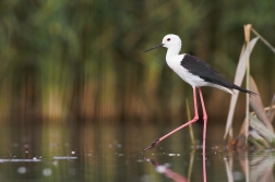 Pisila čáponohá ( Himantopus himantopus )