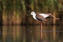 Pisila čáponohá ( Himantopus himantopus )