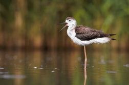 Pisila čáponohá ( Himantopus himantopus )