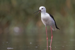 Pisila čáponohá ( Himantopus himantopus )