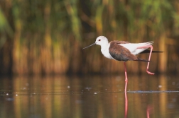 Pisila čáponohá ( Himantopus himantopus )