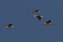 Pisila čáponohá  ( Himantopus himantopus )