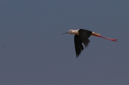 Pisila čáponohá  ( Himantopus himantopus )