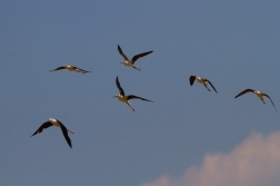 Pisila čáponohá  ( Himantopus himantopus )