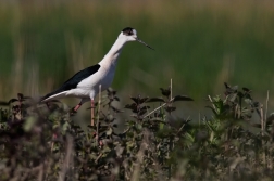 Pisila čáponohá ( Himantopus himantopus )