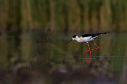 Pisila čáponohá ( Himantopus himantopus )