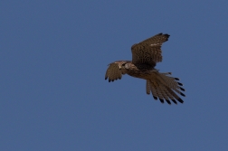 Poštolka obecná  ( Falco tinnunculus )