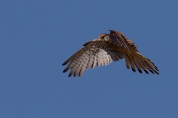 Poštolka obecná  ( Falco tinnunculus )