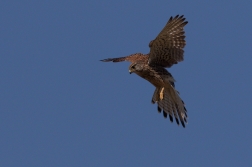 Poštolka obecná  ( Falco tinnunculus )