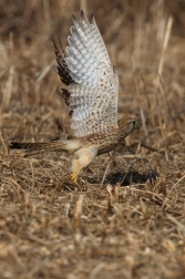 Poštolka obecná  ( Falco tinnunculus )