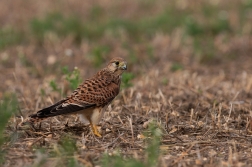 Poštolka obecná  ( Falco tinnunculus )