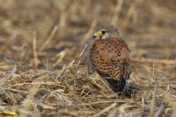 Poštolka obecná  ( Falco tinnunculus )