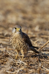 Poštolka obecná  ( Falco tinnunculus )