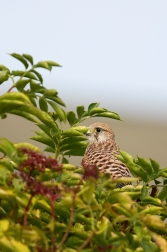 Poštolka obecná  ( Falco tinnunculus )