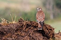 Poštolka obecná ( Falco Tinnunculus )