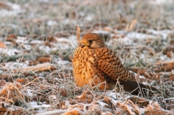 Poštolka obecná ( Falco Tinnunculus )