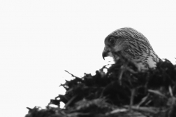 Poštolka obecná ( Falco Tinnunculus )