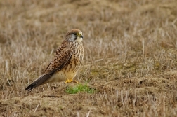 Poštolka obecná ( Falco tinnunculus )