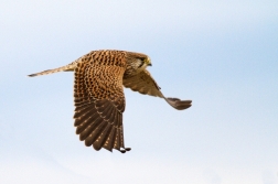 Poštolka obecná ( Falco tinnunculus )