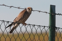 Poštolka rudonohá ( Falco vespertinus )