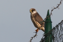 Poštolka rudonohá ( Falco vespertinus )