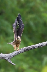 Poštolka rudonohá  ( Falco vespertinus )