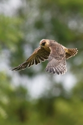 Poštolka rudonohá  ( Falco vespertinus )