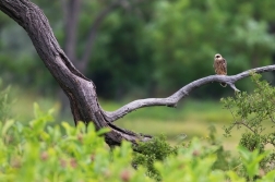 Poštolka rudonohá  ( Falco vespertinus )