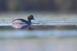 Potápka černokrká  ( Podiceps nigricollis...