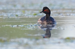 Potápka černokrká  ( Podiceps nigricollis...