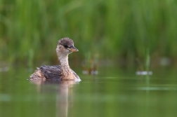 Potápka malá  ( Tachybaptus ruficollis )